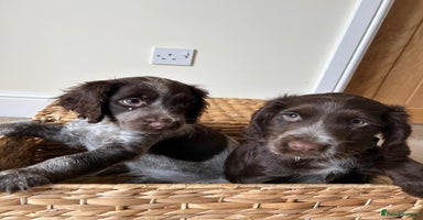 Cocker Spaniel dogs - Advert 7