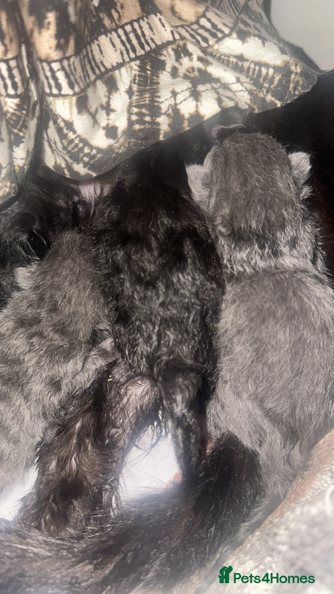 Russian Blue cats for sale: Half Russian blue kittens  - Advert 2