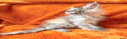 Maine Coon cats for sale: Maine coon kittens READY NOW  - Advert 11
