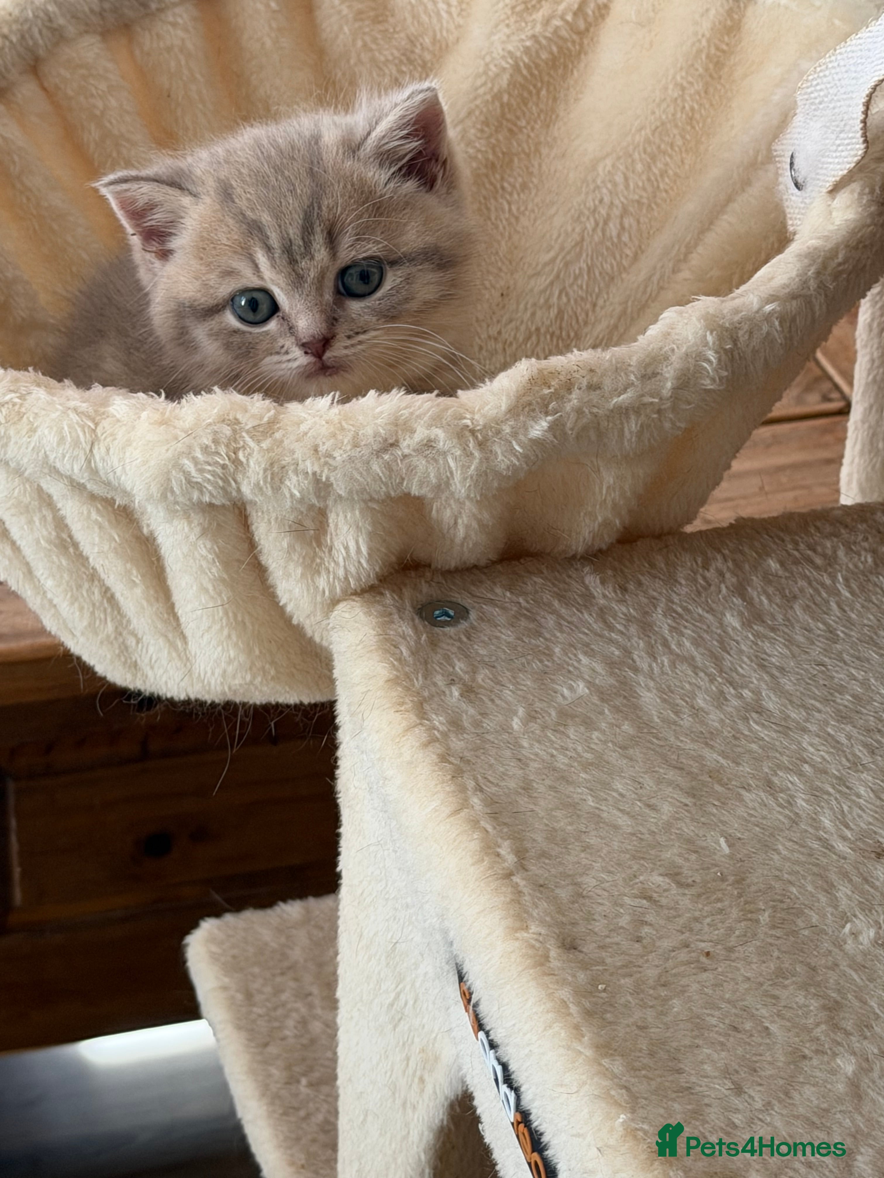 Scottish Fold cats Exceptional litter of Scottish fold/ straight😍😍 - Advert 2