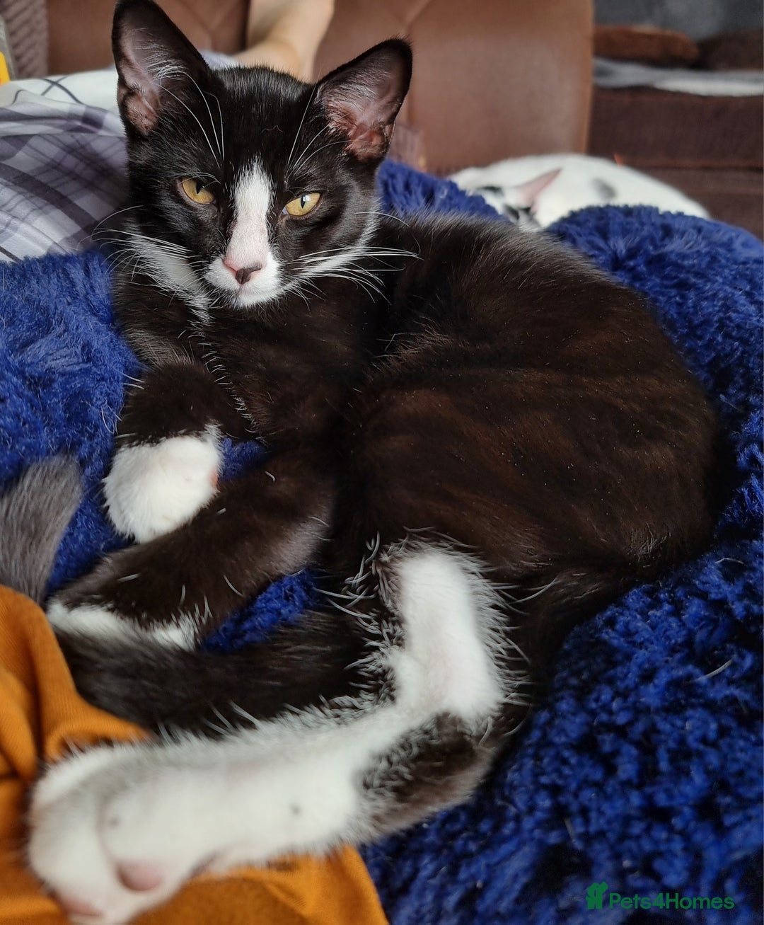 Mixed Breed cats for sale: Bengal x British Short Hair Kitten  - Image 1