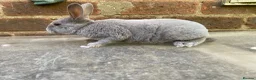 Rex rabbits for sale: Baby opal blue, showline, mini rex  - Advert 5