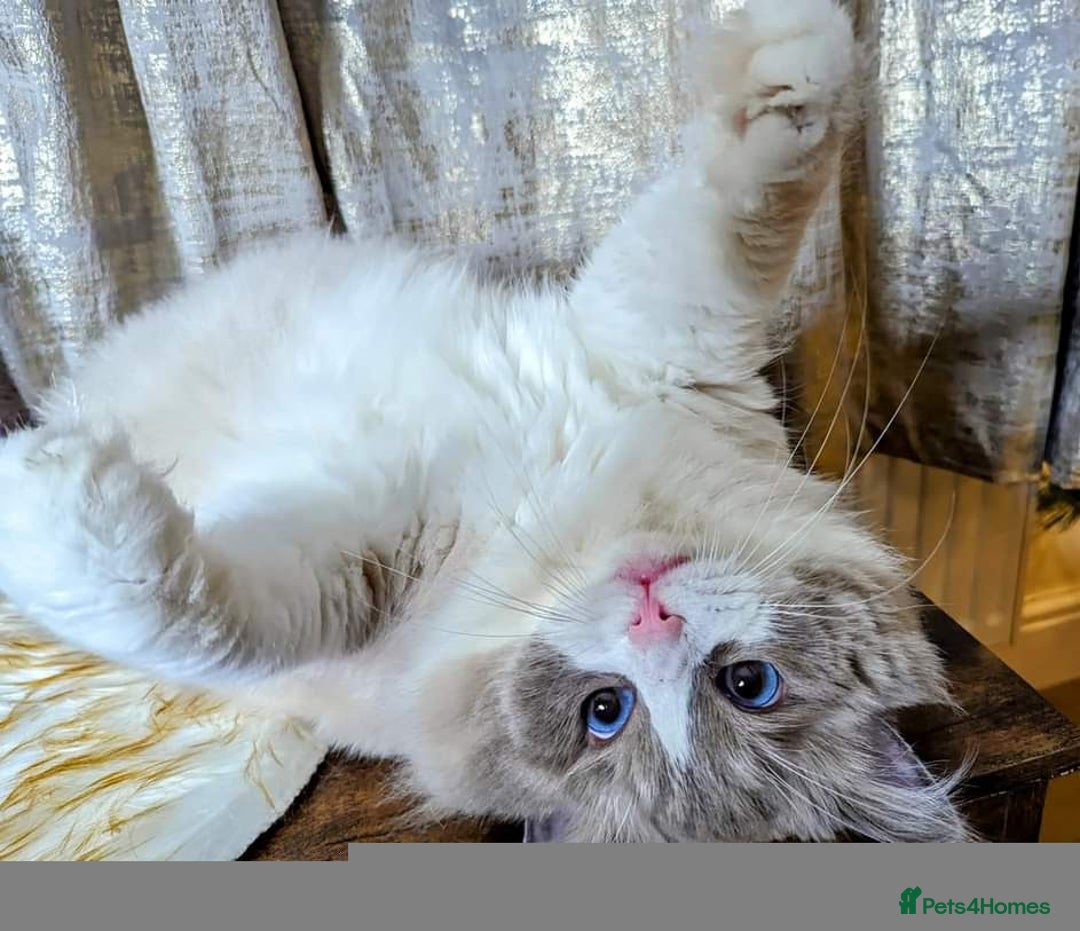 Ragdoll cats for sale: 3 beautiful female kittens available 🩷🧡 💜 - Advert 16