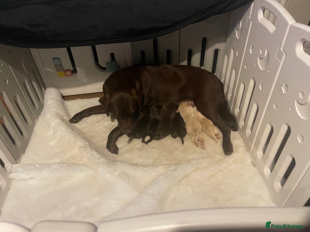 Labrador Retriever dogs for sale: Labrador Puppies Chocolate & Golden For Sale - Advert 16