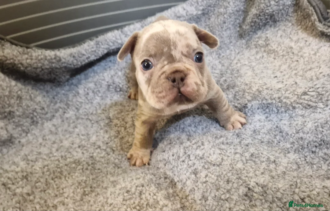 French Bulldog dogs for sale: Stunning dwkc merle french bulldogs  - Advert 21