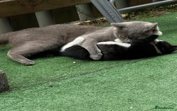 British Shorthair cats for sale: Adorable 9 weeks kitten half British shorthair  in Reading - Image 4