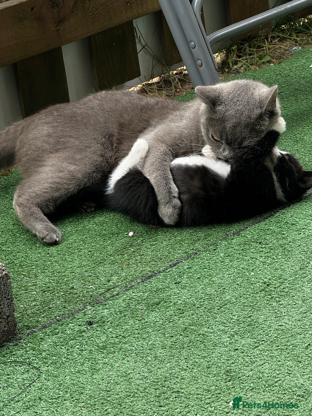 British Shorthair cats for sale: Adorable 9 weeks kitten half British shorthair  in Reading - Image 4