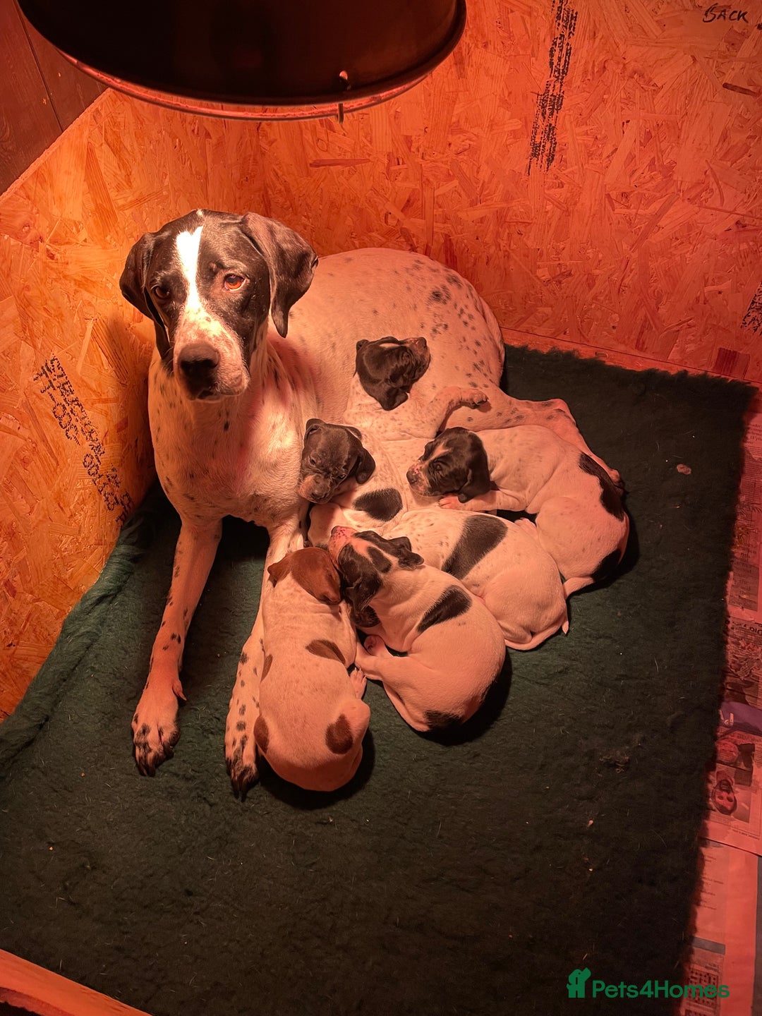 Pointer dogs for sale: Pointer Puppies for sale  - Advert 4