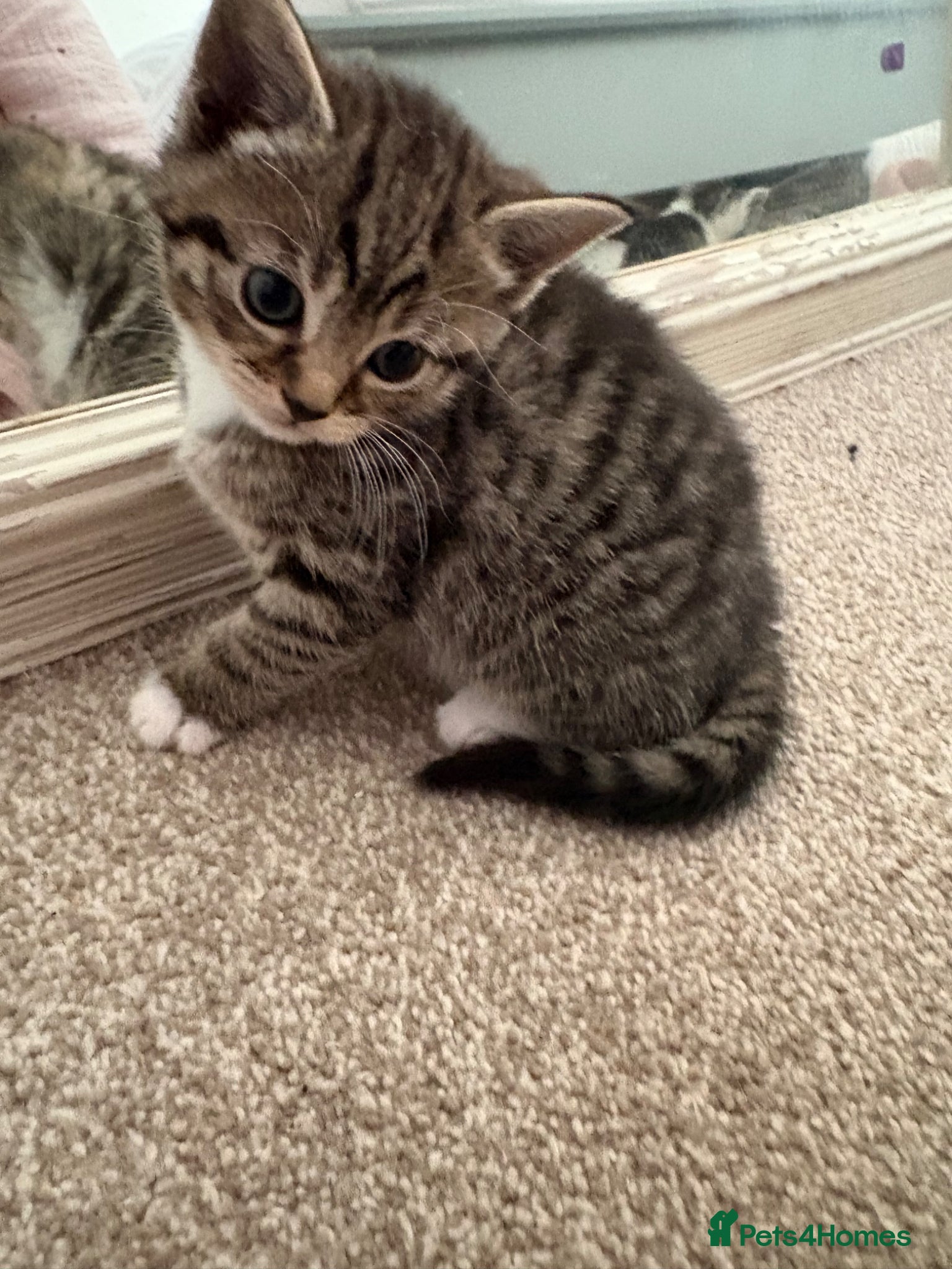 Mixed Breed cats Cute 1/2 maine coon kittens - Advert 1