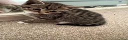 Mixed Breed cats for sale: Cute 1/2 maine coon kittens - Advert 1