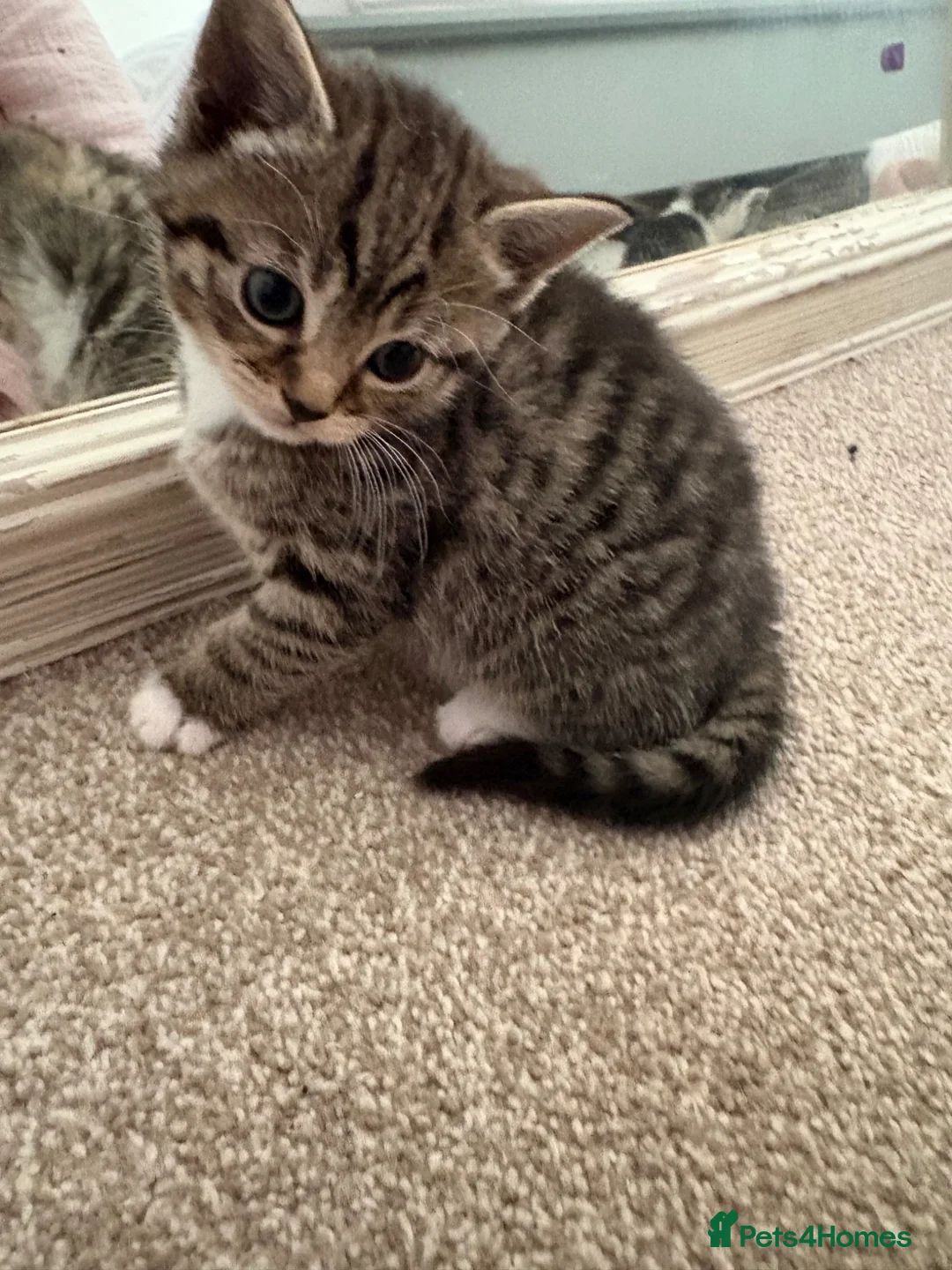 Mixed Breed cats for sale: Cute 1/2 maine coon kittens - Advert 1