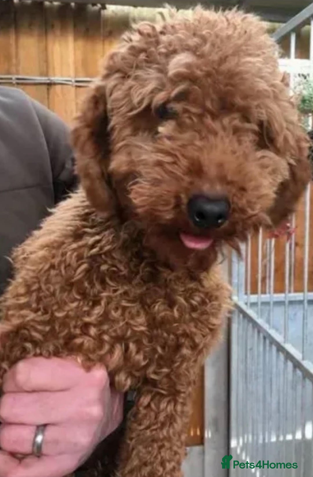 Cockapoo dogs for sale: Last 2 girls- F1 Cockapoos- DNA tested - Image 8