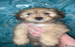 Lhasapoo dogs for sale: Lhasapoo puppies - Image 8