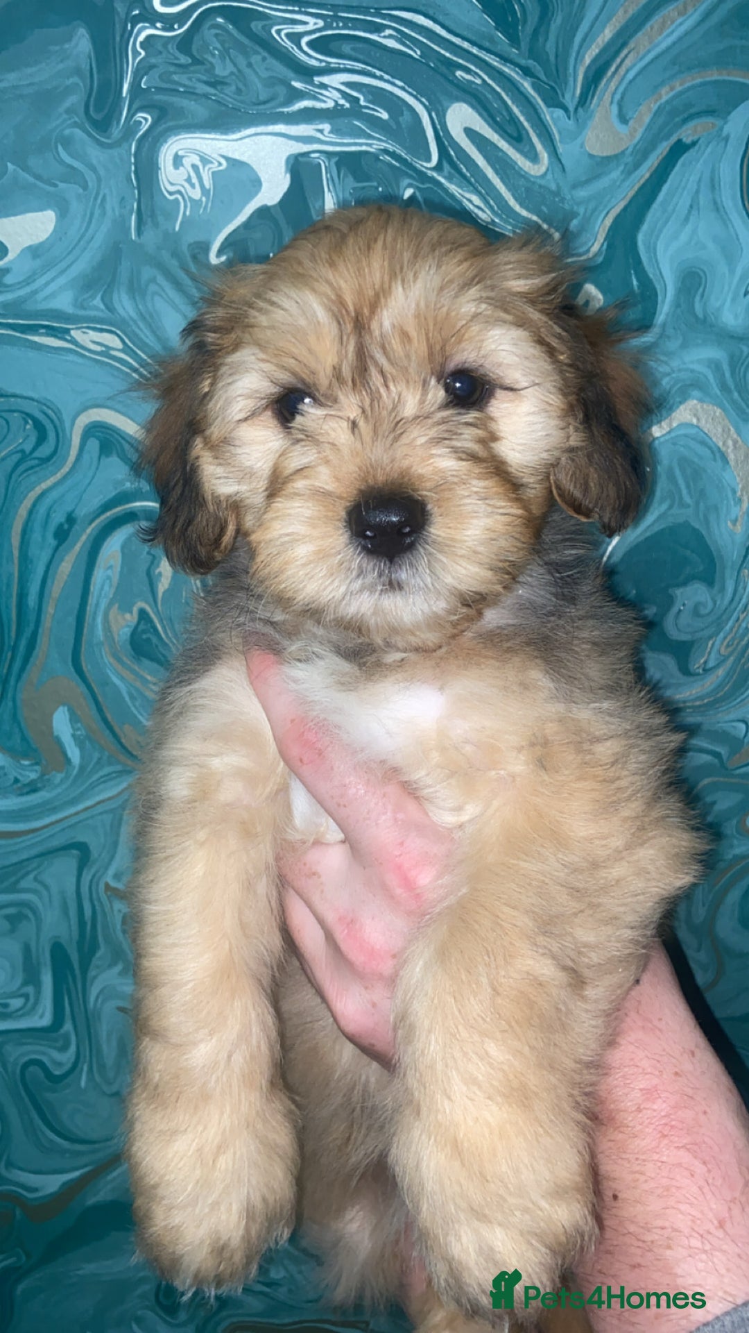 Lhasapoo dogs for sale: Lhasapoo puppies - Image 8