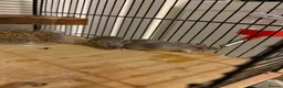 Mouse rodents for sale: Friendly mice looking for a new home in Milton Keynes - Advert 6
