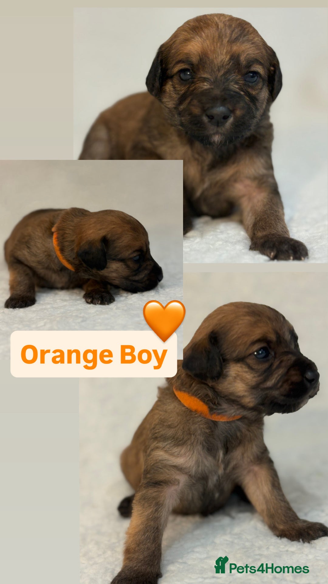 Mixed Breed dogs for sale: Mixed breed poodle puppies for sale  - Advert 6