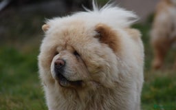 Chow Chow dogs for stud: Stunning KC registered cream boy, carries dilute. - Image 1