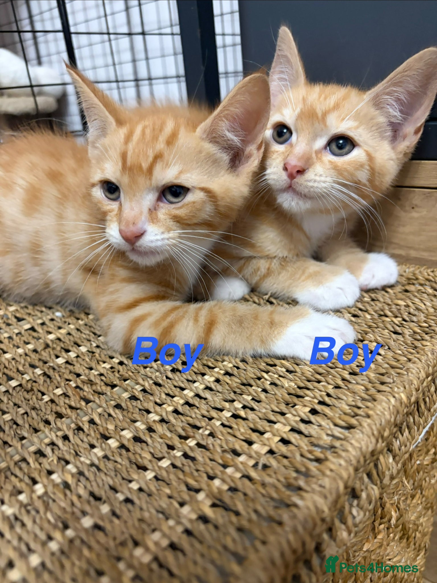Mixed Breed cats 🐾 Adorable Kittens Looking for Loving Homes 🏡 - Advert 5