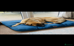 Mixed Breed dogs for sale: Hello my name is Zeus! - Image 2
