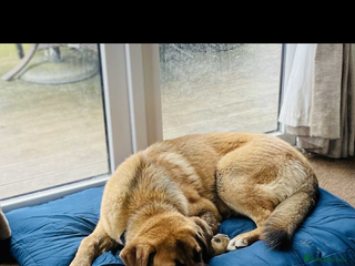 Mixed Breed dogs - Advert 13