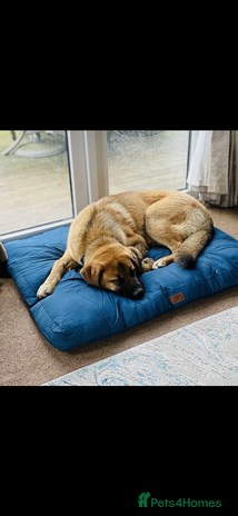 Mixed Breed dogs - Advert 3