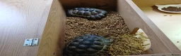 Tortoise reptiles for sale: 2 lovely tourtoises forsale - Advert 3