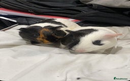 Guinea Pig rodents for sale: Rehoming My Two Loving Guinea Pigs❤️ - Image 2