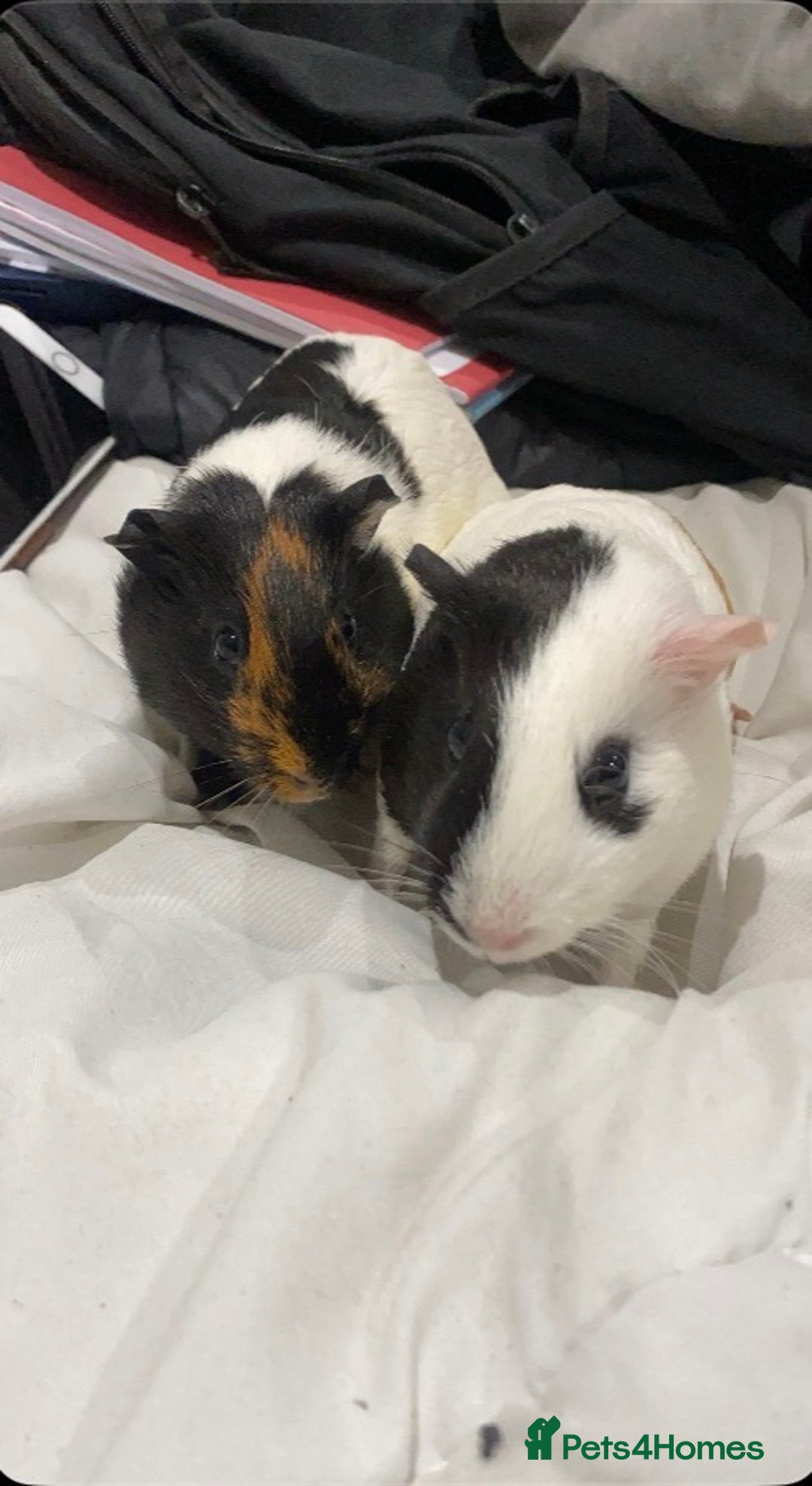 Guinea Pig rodents for sale: Rehoming My Two Loving Guinea Pigs❤️ - Image 2