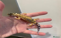 Leopard Gecko reptiles for sale: Lepard gecko babies  - Image 1