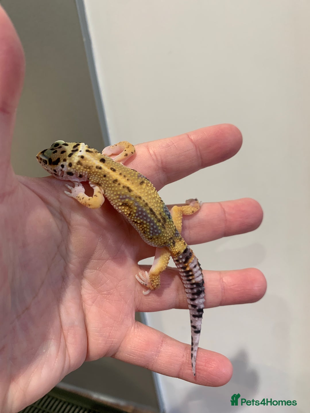 Leopard Gecko reptiles for sale: Lepard gecko babies  - Image 1