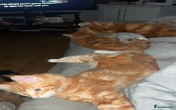 Maine Coon cats for sale: 2 Ginger Maine Coon females  - Image 9