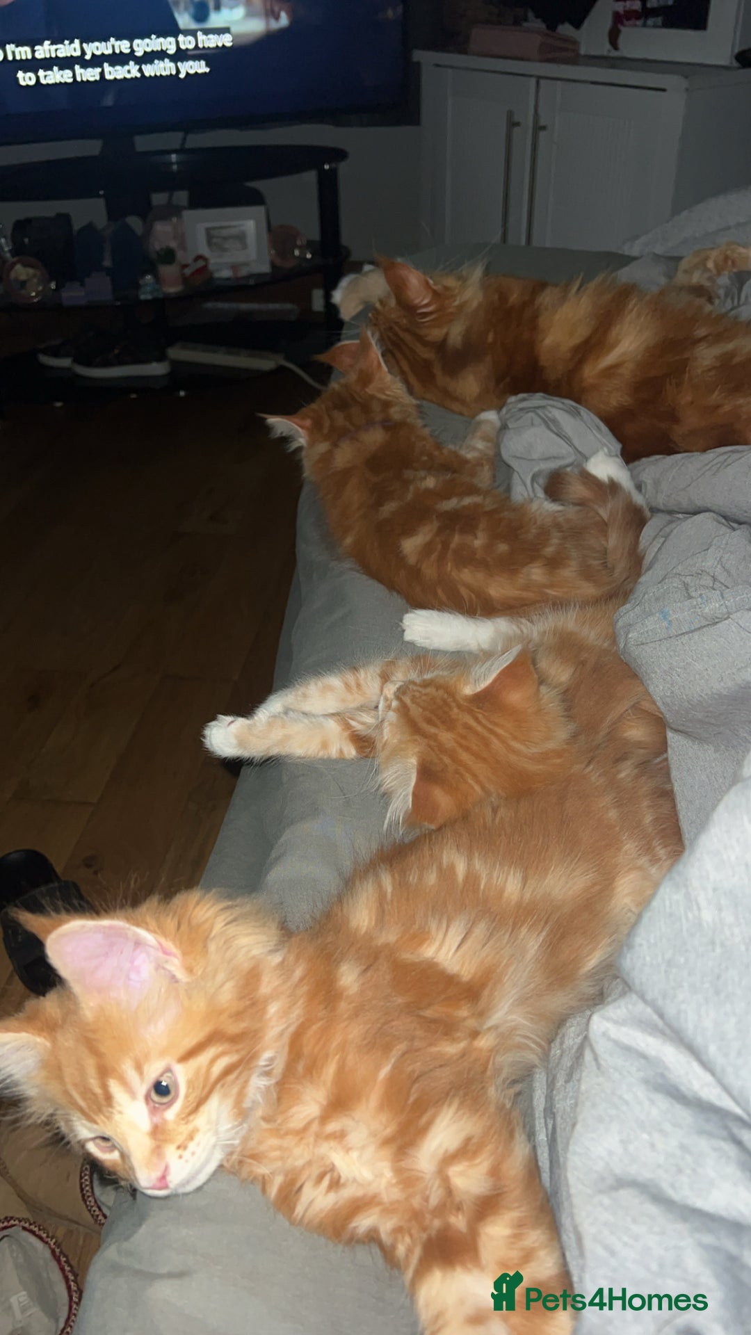Maine Coon cats for sale: 2 Ginger Maine Coon females  - Image 9