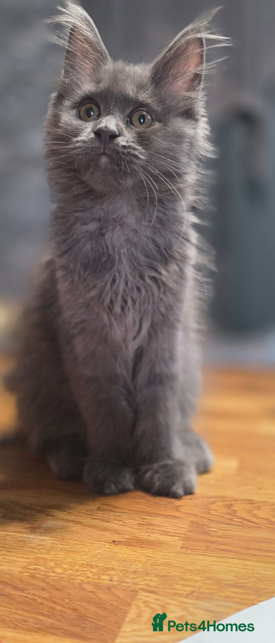 Maine Coon cats for sale: Maine coon Blue smoke kittens Sapphire Skies  - Advert 2