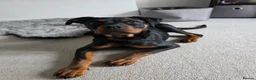 Rottweiler dogs for sale: Rottweiler - Female 5 months old - Advert 3