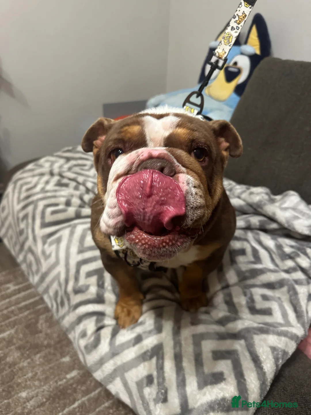 English Bulldog dogs for sale: English bulldog female 4 years old  in Coalville - Advert 2