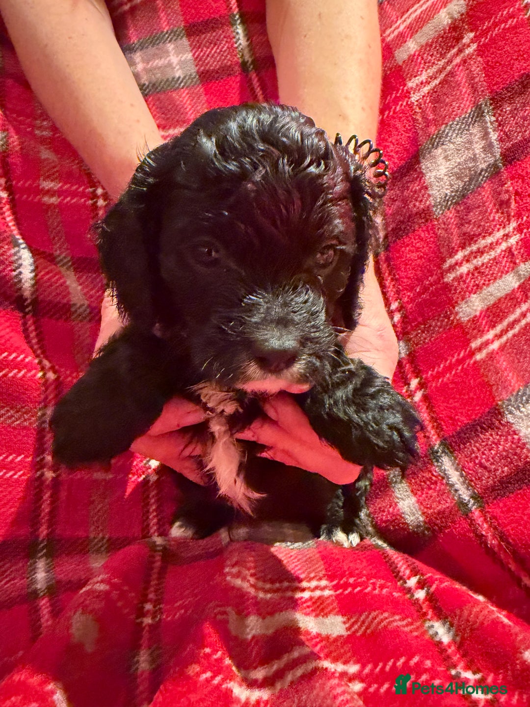 Cavapoo dogs for sale: Ready to leave! Top Class Cavapoo puppies.  - Advert 2