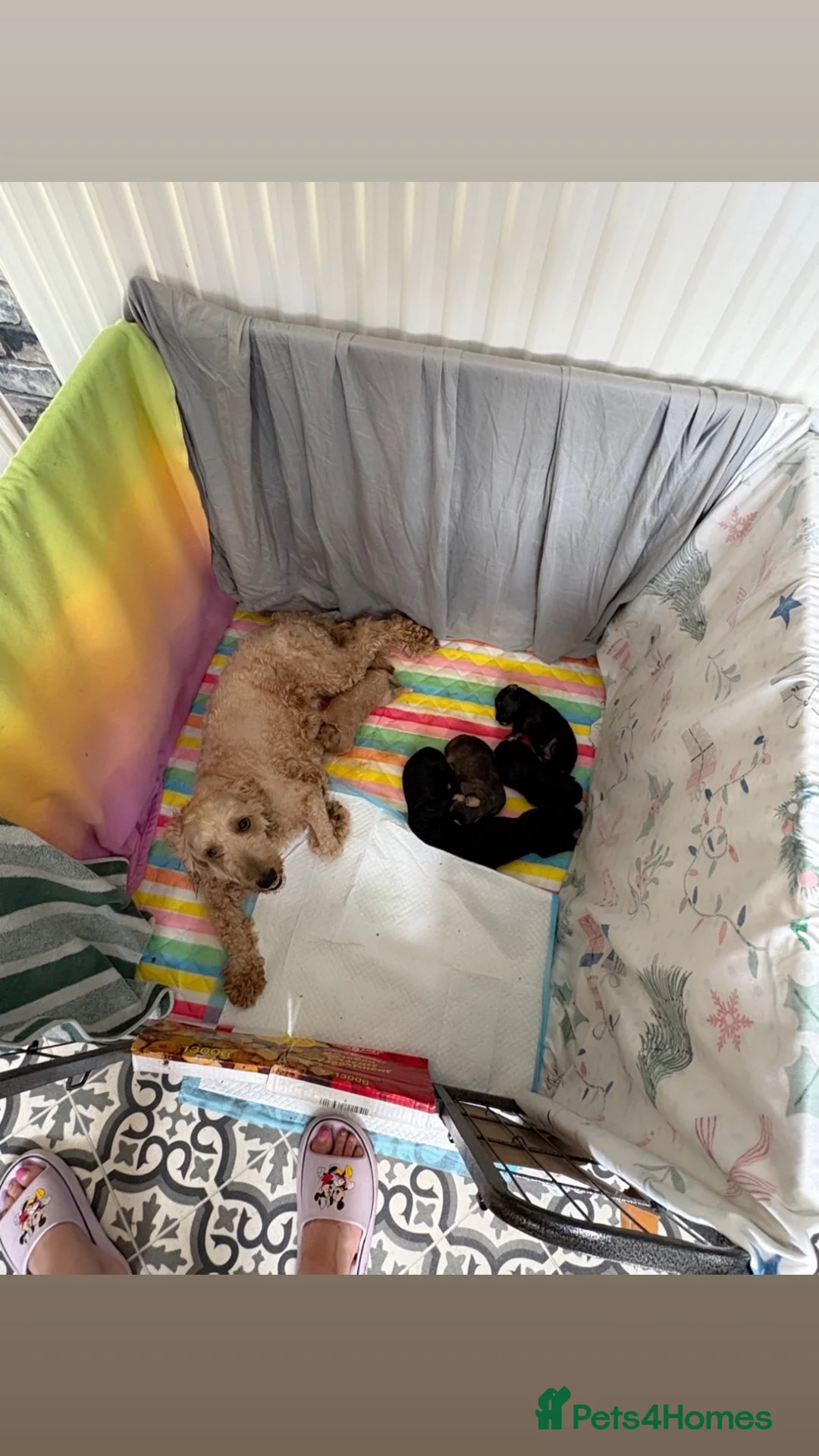 Mixed Breed dogs for sale: Toy poodle / Cockerpoos, Top quality  - Advert 2