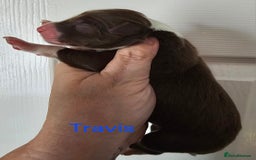 Border Collie dogs for sale: Border collie puppies  - Image 12