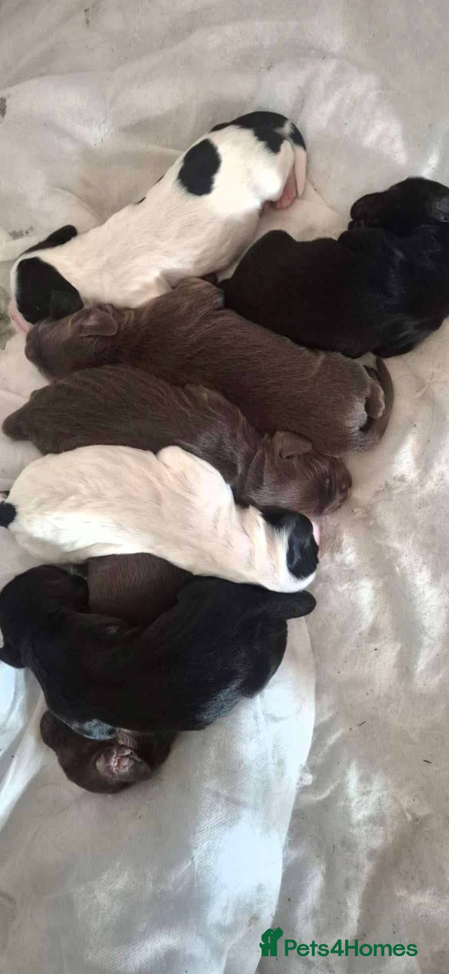 English Springer Spaniel dogs Springer Spaniel Puppies  - Advert 1