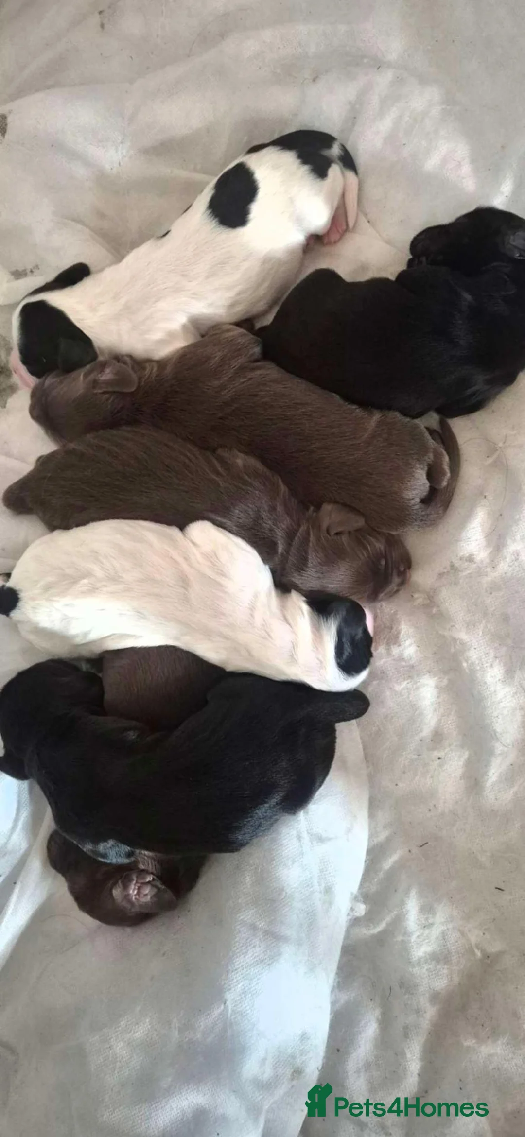 English Springer Spaniel dogs for sale: Springer Spaniel Puppies  - Advert 1