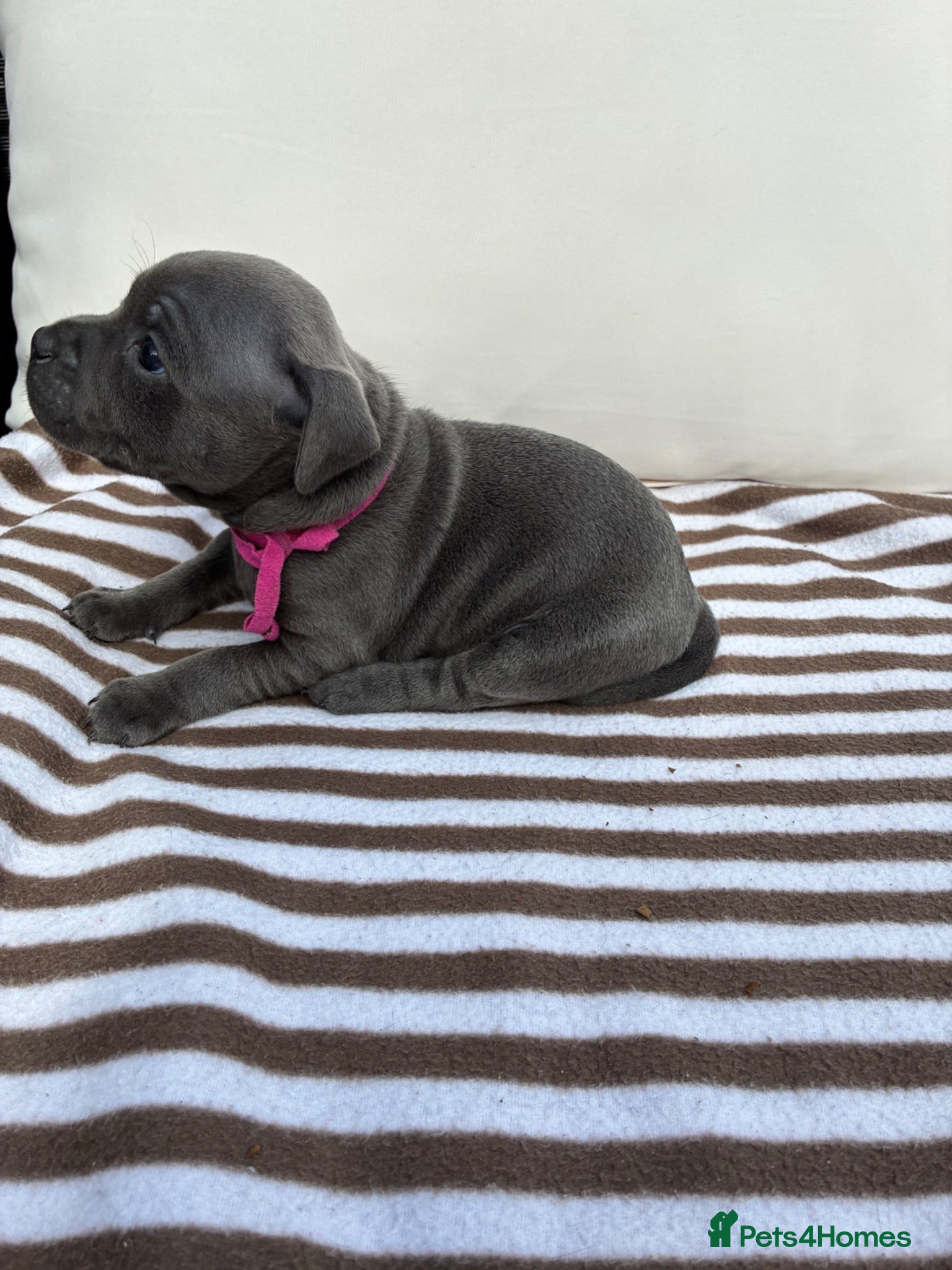 Staffordshire Bull Terrier dogs 💙KC Registered Blue Staffie Puppies💙 - Advert 2
