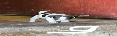 Jack Russell 7