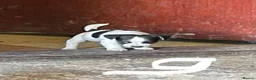 Jack Russell dogs for sale: READY NOW mini jack Russel pups  in Horley - Advert 6