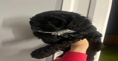 Cockapoo dogs - Advert 6