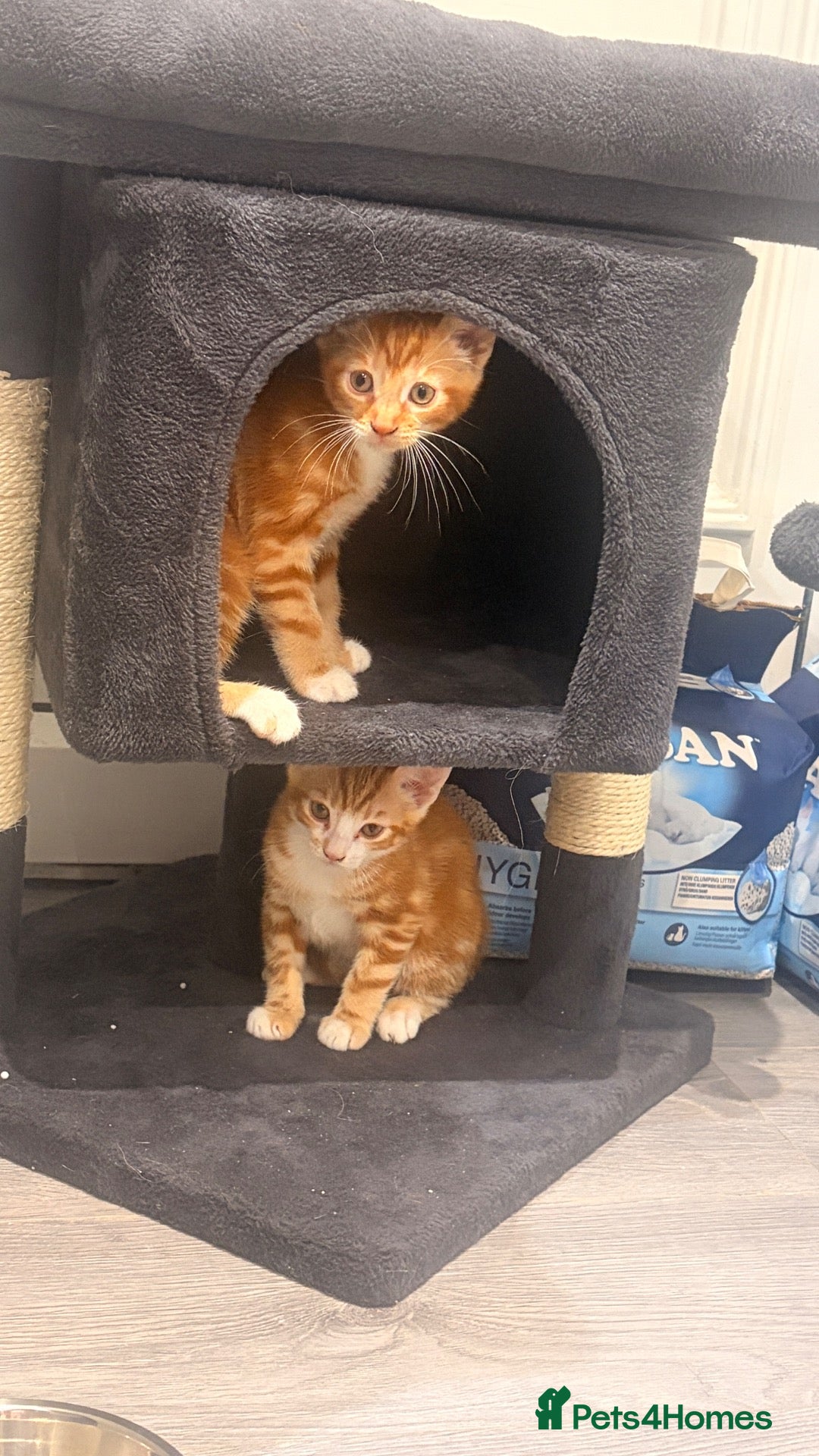 Domestic Shorthair cats Two domestic short hair ginger kittens  - Advert 1