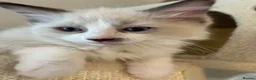 Ragdoll cats for sale: Pure ragdoll 7 weeks old clearance sale London  - Advert 22