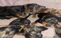 Dachshund dogs for sale: Dachsunds 3/4 breed - Image 13