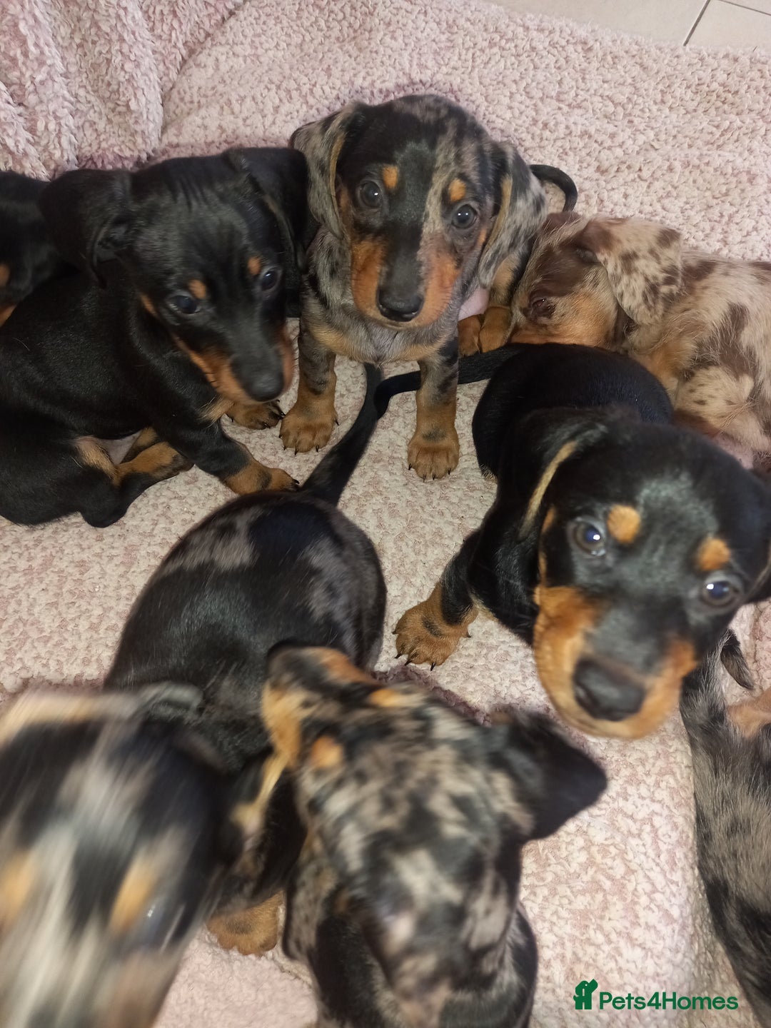 Dachshund dogs for sale: Dachsunds 3/4 breed - Image 13