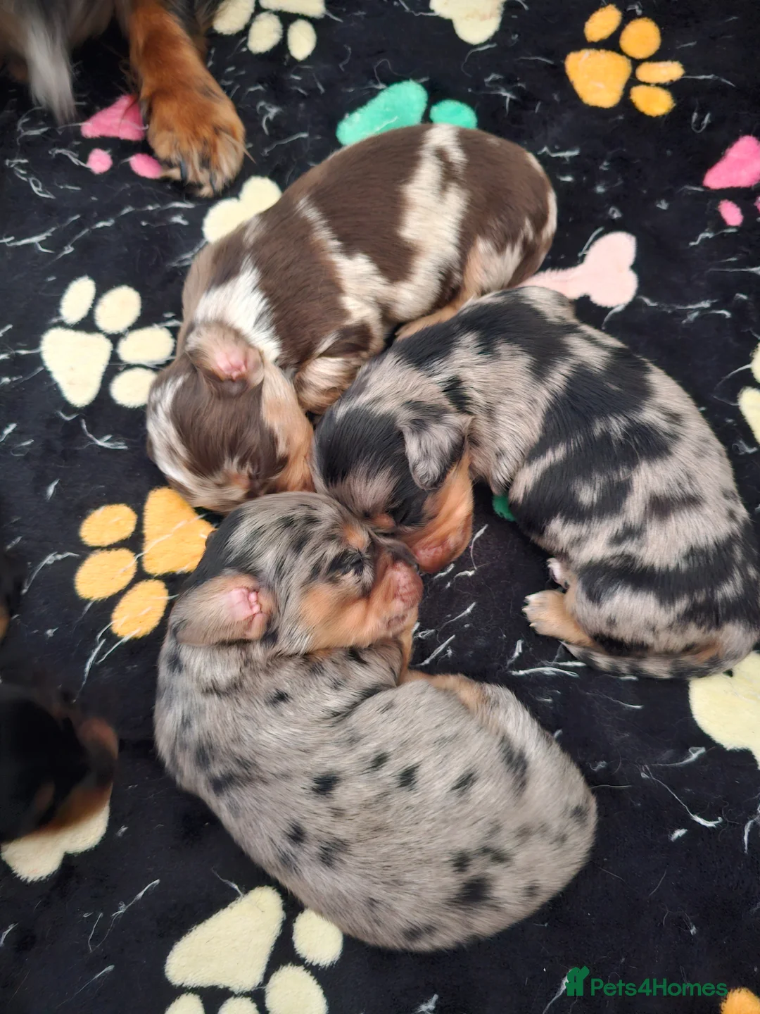 Miniature Dachshund dogs for sale: 3 beautiful longhaired dapple dachshund - Advert 2