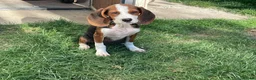 Mixed Breed dogs for adoption: JUNIE FOR ADOPTION CORNWALL/DEVON/SOMERSET BORDER - Advert 4